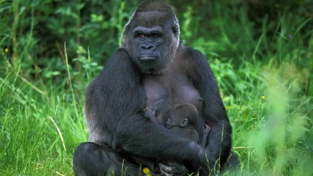 🦍 Gorilla Overview