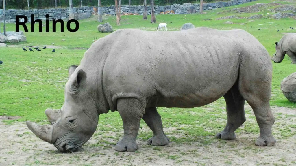 What Is a Rhinoceros?